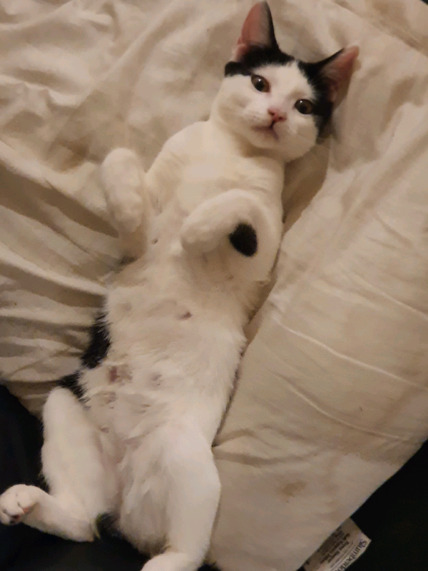 female cat accessories